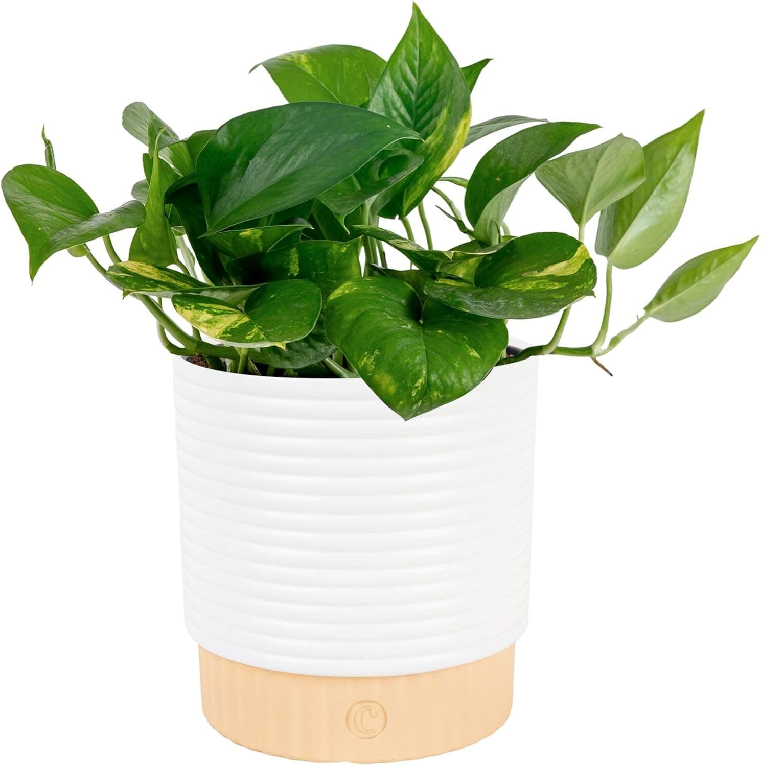 Costa Farms Golden Pothos