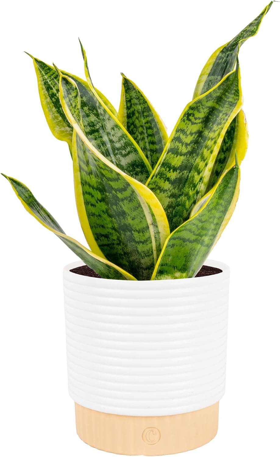 Costa Farms Snake Plant (Sansevieria)