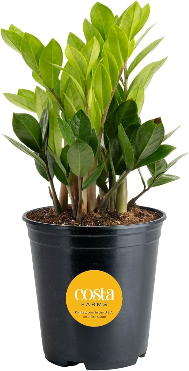 Costa Farms ZZ Plant